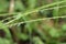 Raindrops on tropical plant stalks.