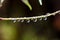 Raindrops On Twig With Reflected Leaves