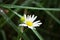 Raindrops on a white daisy