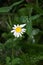 Raindrops on a white daisy