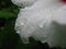 Raindrops on a white petal