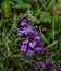 Raindrops and wildflowers