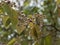 Raindrops on wilted blossoms of a cherry tree