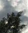 Raindrops on a window on a background of trees. The gray autumn sky is the backdrop for a window splashed with autumn rain