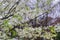 Raindrops on a window; blooming trees in the background, California