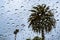 Raindrops on the window on a rainy day; palm tree visible in the background; California