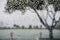 Raindrops on the window on a rainy day; tree on the shoreline of a lake in the background; California