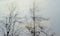 Raindrops on Window with Trees Outside in the Background