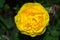Raindrops yellow flower