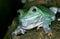 RAINETTE  DE WHITE litoria caerulea