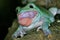 RAINETTE  DE WHITE litoria caerulea