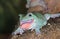 RAINETTE  DE WHITE litoria caerulea