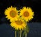 Rainfall over sunflowers