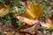 Rainfall tree leaf in the forest