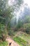 rainforest in area of Dazhai village