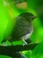 Rainforest Bird, Greenery, Trees, Bird, Branch