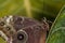 Rainforest butterfly is sitting on the tree leaf