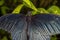 Rainforest butterfly is sitting on the tree leaf