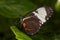 Rainforest butterfly is sitting on the tree leaf