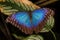 Rainforest butterfly is sitting on the tree leaf