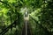 Rainforest canopy walk