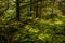 Rainforest at Cape Disappointment, Washington.