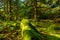 Rainforest at Cape Disappointment, Washington.