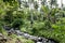 Rainforest on Cook Islands