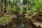 Rainforest Creek 2