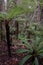 Rainforest with crown fern and wheki.