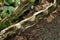 Rainforest Curly Tape Vine 2