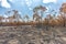 Rainforest cut and burned to plant crops