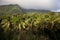 Rainforest, Dominica