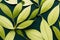 Rainforest exotic wallpaper tropical background with green foliage seamless pattern. Coconut, monstera or banana palm