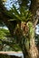 rainforest fern grow on tree