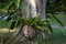 rainforest fern grow on tree
