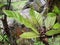 Rainforest fern Indonesia