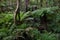 Rainforest with ferns.