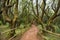 Rainforest in Garajonay national park, La Gomera, Canary islands