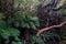 Rainforest with golden tree ferns.