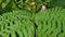 Rainforest green background, fern trees in garden.