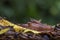 Rainforest Hognosed Pitviper - Porthidium nasutum