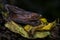 Rainforest Hognosed Pitviper - Porthidium nasutum