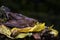 Rainforest Hognosed Pitviper - Porthidium nasutum