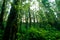Rainforest at Intanon National Park
