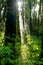 Rainforest at Intanon National Park