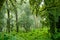 Rainforest at Intanon National Park