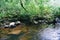 Rainforest jungle with rock and green mos in the wild tropical forest - Mountain river stream waterfall green tree landscape