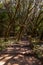 Rainforest in La Gomera island - Canary Spain