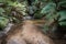 Rainforest landscape with water pool surrounded by green ferns